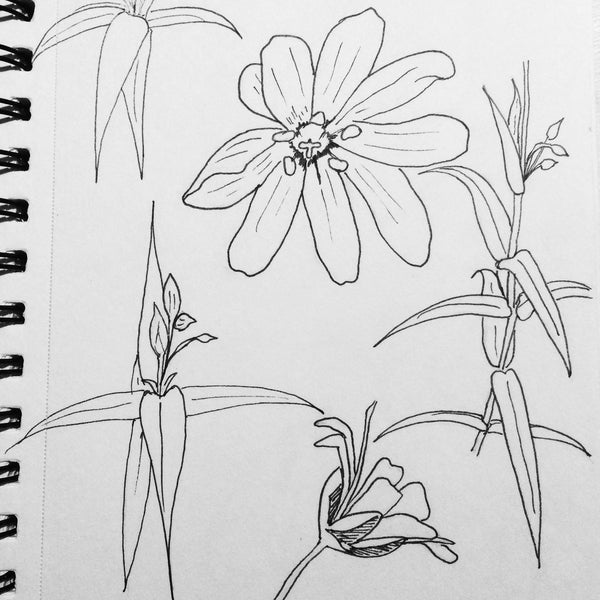 Stitchwort Drawing