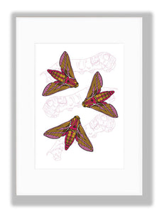 Elephant Hawk Moth with Caterpillars Art Print, mounted