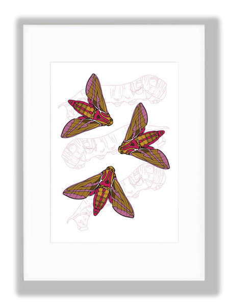 Elephant Hawk Moth with Caterpillars Art Print, mounted