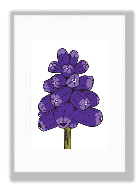 Muscari, Off-white background, Art Print, mounted. Designed by Anne Harrington Rees. Designed, printed and made in Ireland.