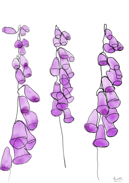One line drawing of Foxgloves