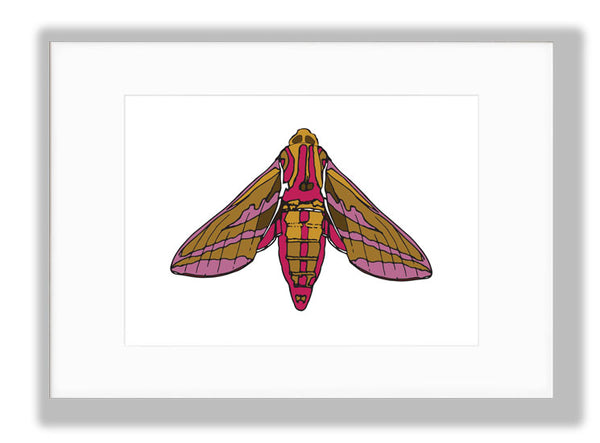 Elephant Hawk Moth Art Print, mounted. Designed by Anne Harrington Rees. Designed, printed and made in Ireland.