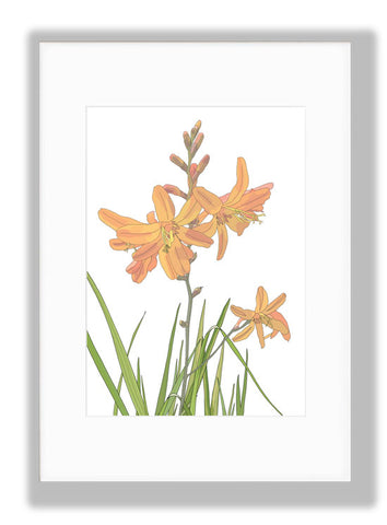 Montbretia Art Print, mounted. Designed by Anne Harrington Rees. Designed, printed and made in Ireland.