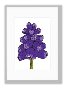 Muscari, Off-white background, Art Print, mounted. Designed by Anne Harrington Rees. Designed, printed and made in Ireland.