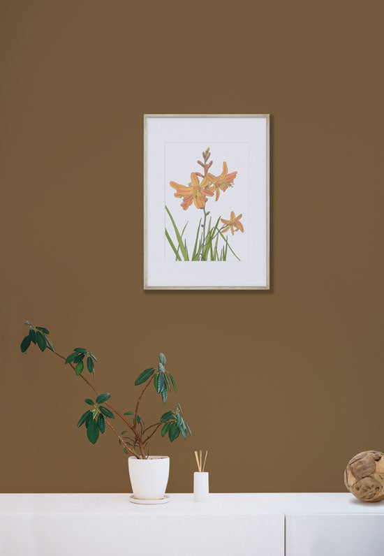 Anne Rees Designs Montbretia, Floral Art Print – Anne Harrington Rees Designs