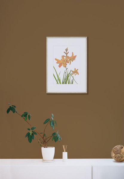 Montbretia Art Print, mounted and framed, hanging on a wall. Designed by Anne Harrington Rees. Designed, printed and made in Ireland.