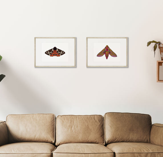 Garden Tiger Moth and Elephant Hawk Moth Art Prints, mounted and framed, hanging side by side on a wall. Designed by Anne Harrington Rees. Designed, printed and made in Ireland.